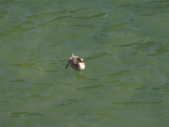 JCcu,Little Grebe